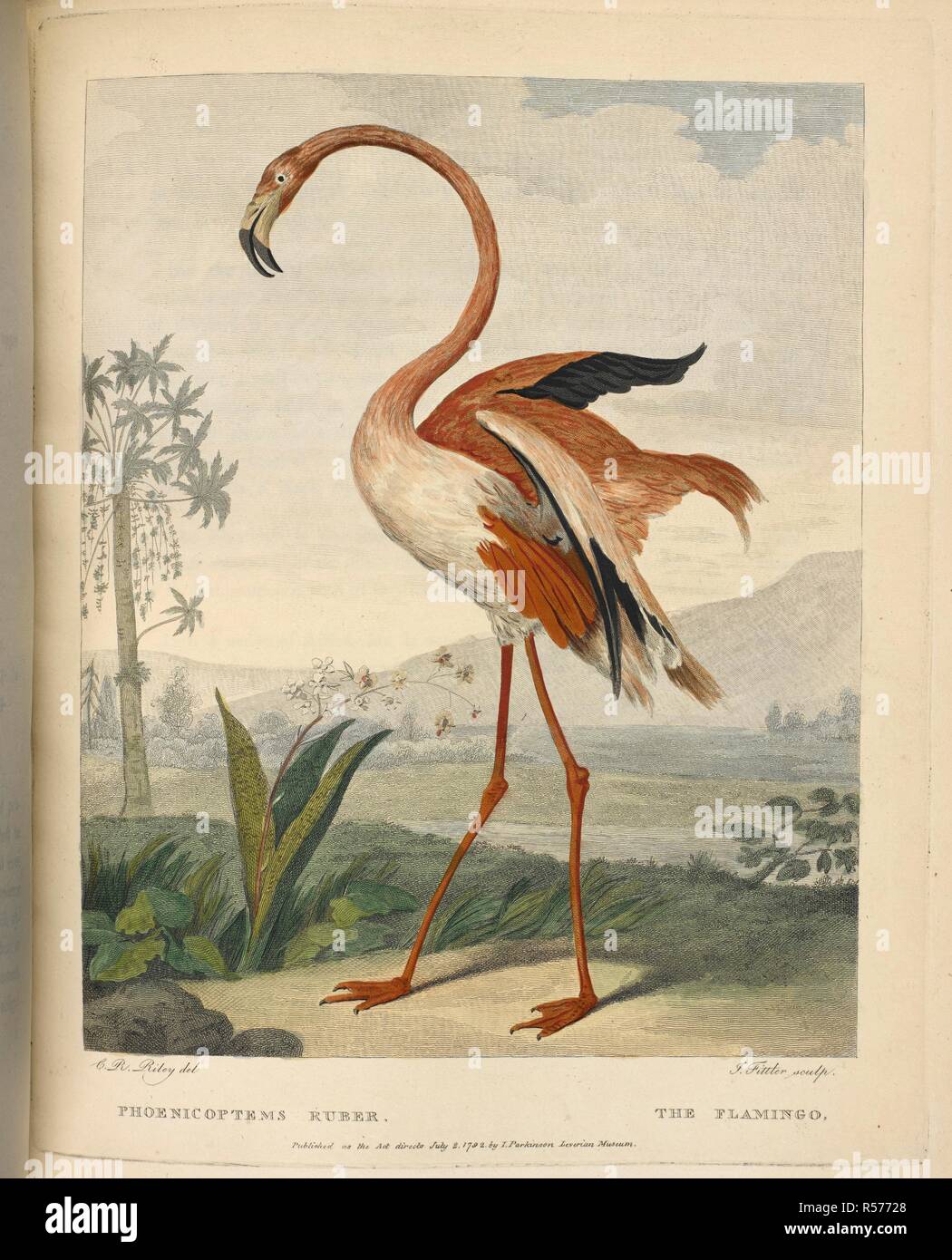 Phoenicoptems ruber. The Flamingo. Musei Leveriani explicatio, Anglica et Latina (containing select specimens from the museum of ... Sir A. Lever), etc. vol. 1, vol. 2, pp. 1-48. Impensis Jacobi Parkinson: [London,] 1792, 96. 1792. Source: 40.e.15 plate opposite page 134. Author: Ryley, Charles Reuben. SHAW GEORGE. Stock Photo