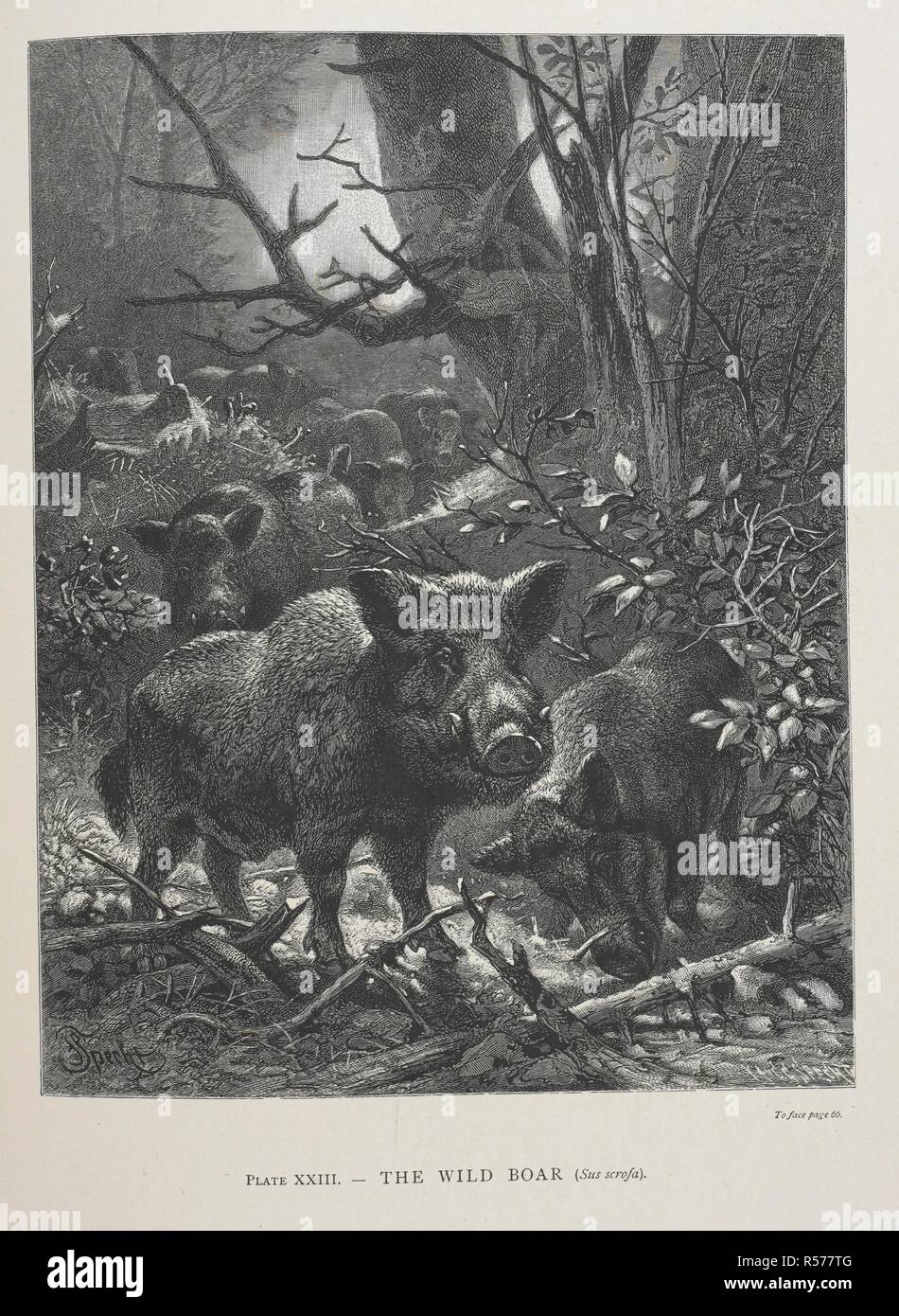 The Wild Boar. The Geographical Distribution of Animals, with a study of the relations of living and extinct faunas as elucidating the past changes of the earth's surface. ... . London, 1876. Source: 07209.dd.1 plate XXIII. Author: WALLACE, ALFRED RUSSEL. Stock Photo
