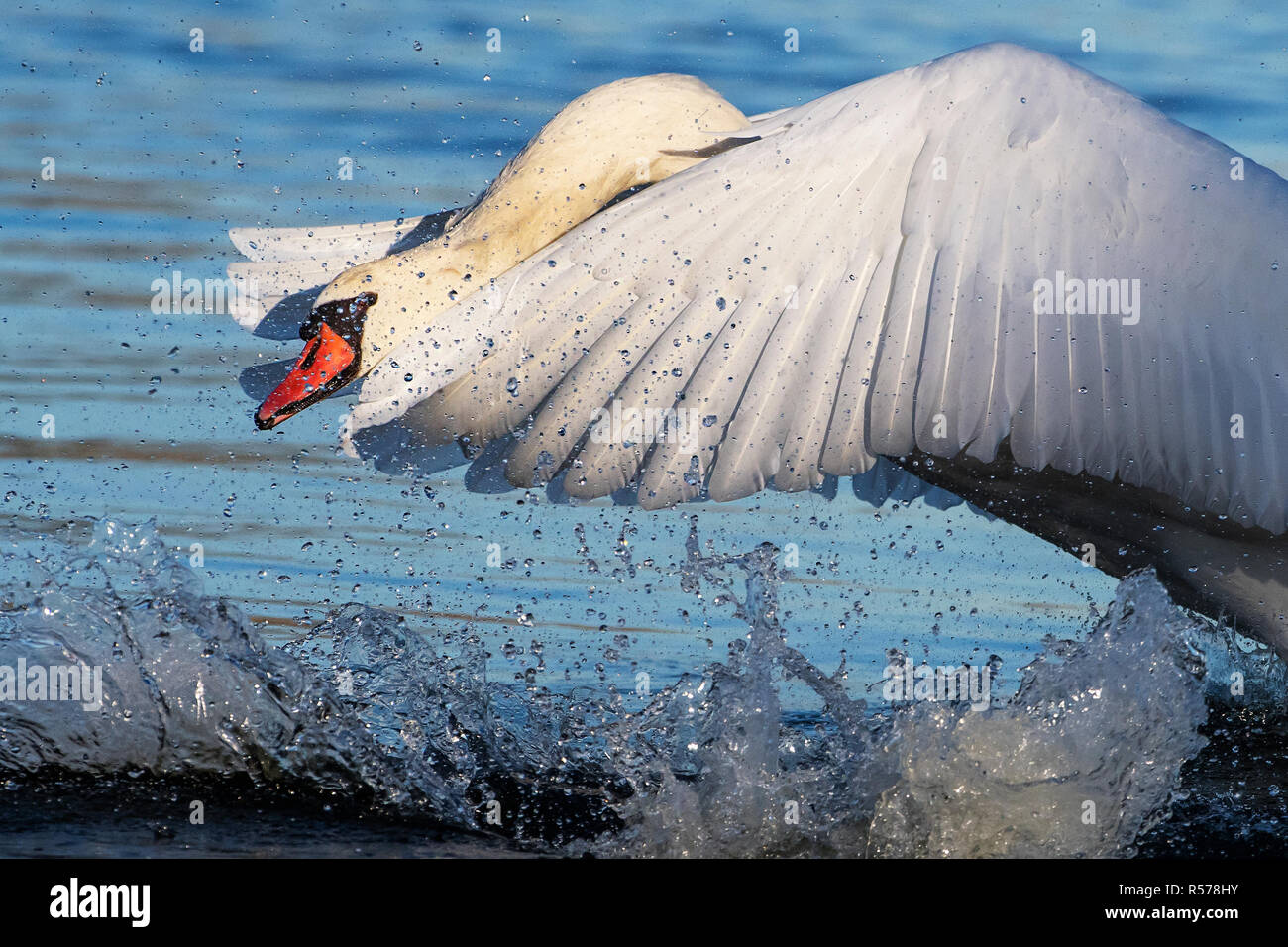 Mute swan cob aggressive behavior Stock Photo