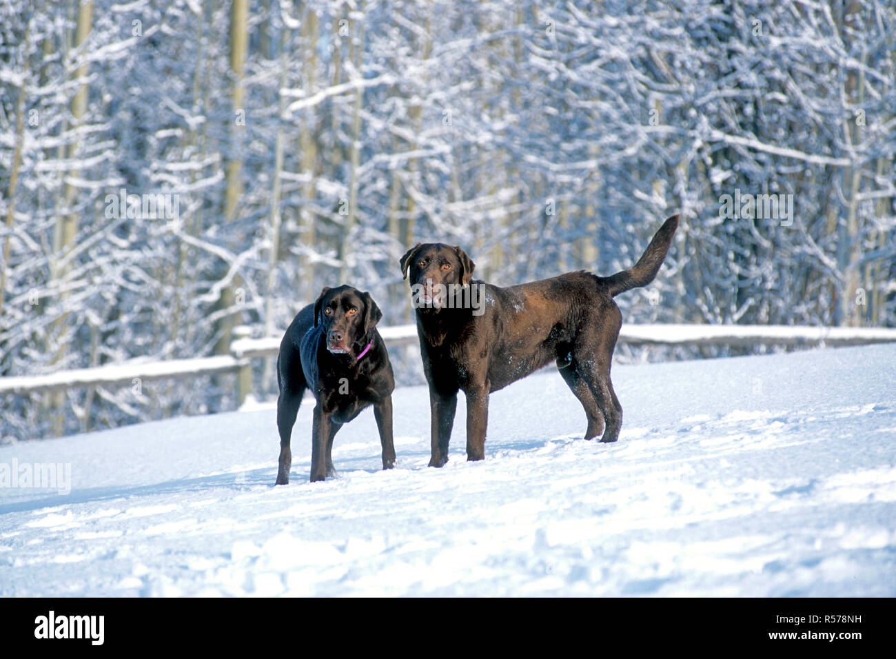 Two Chocolate Labrador Retrievers playing together in meadow in fresh snow. Stock Photo