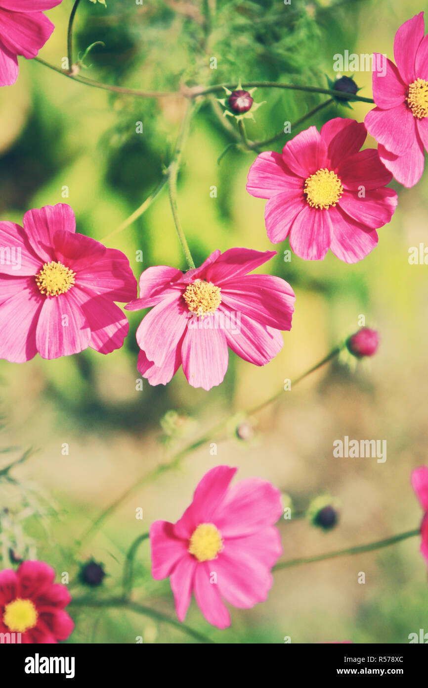 pink cosmos flowers Stock Photo Alamy