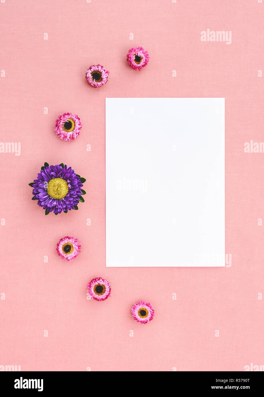 Flowers and white sheet of paper with copy space on pink canvas. Strawflowers and aster. Stock Photo