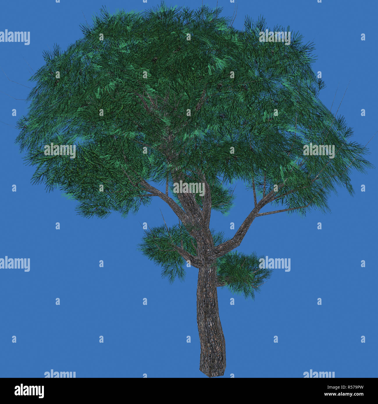 Lufer Tree conifer with lush treetop Stock Photo - Alamy