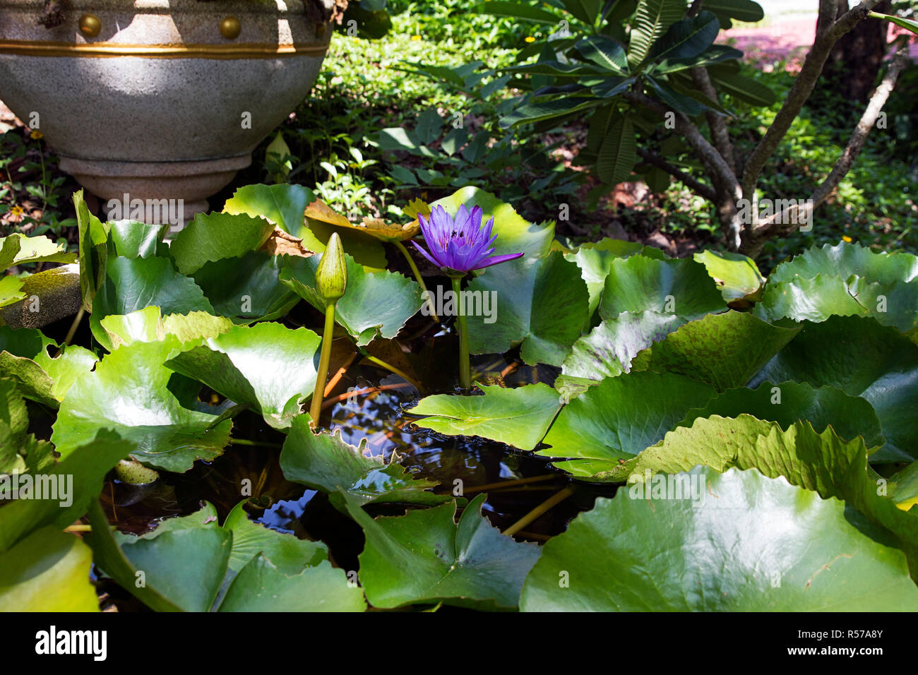 Water Lily Vase Plant Green Nature Stock Photo 226969819 Alamy