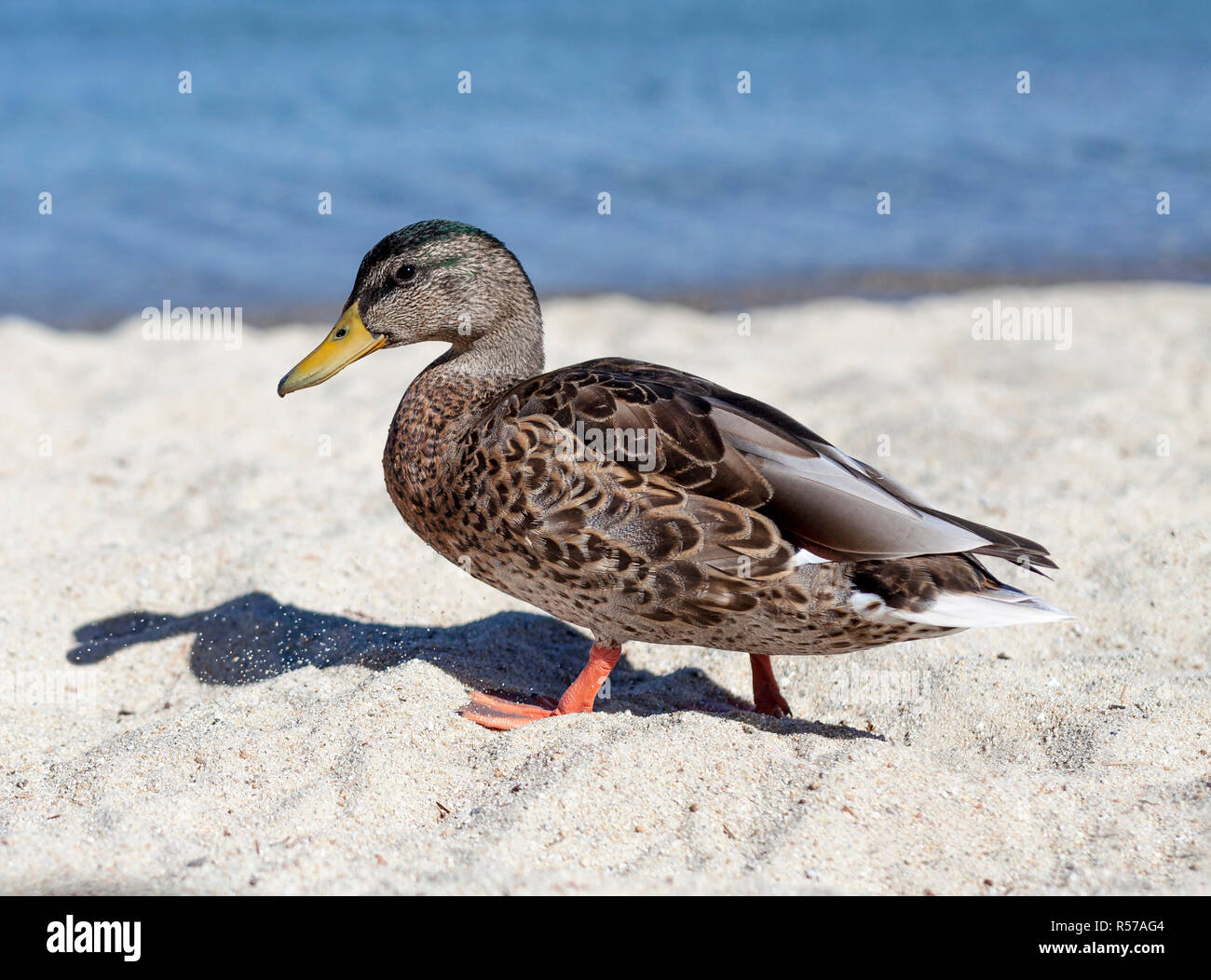 Lake Mallard Stock Photo - Alamy
