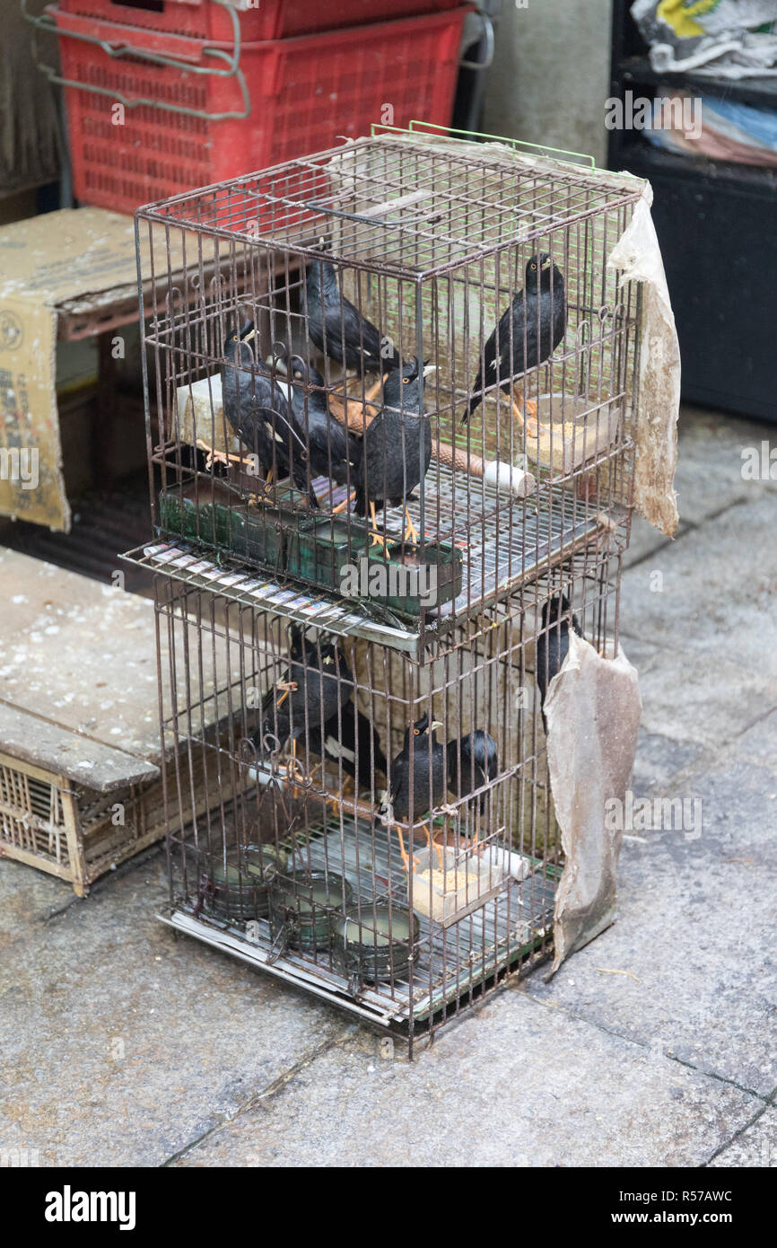 Crows Racks Crows and Ravens Stock Photo - Alamy