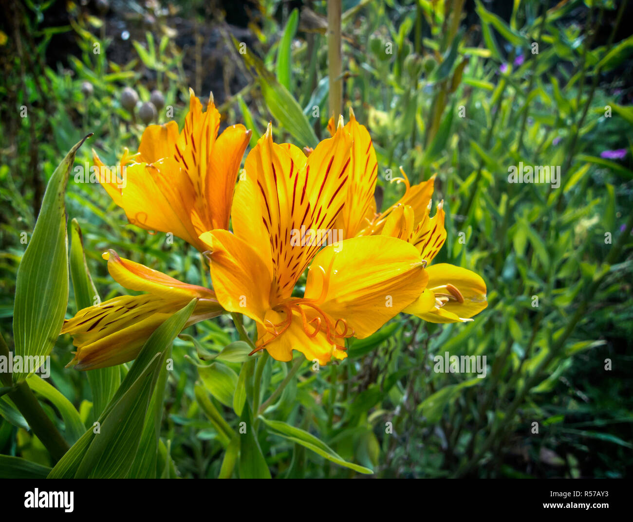 Golden Flower Stock Photo Alamy