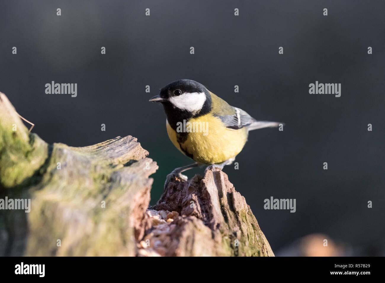 great tit foraging Stock Photo