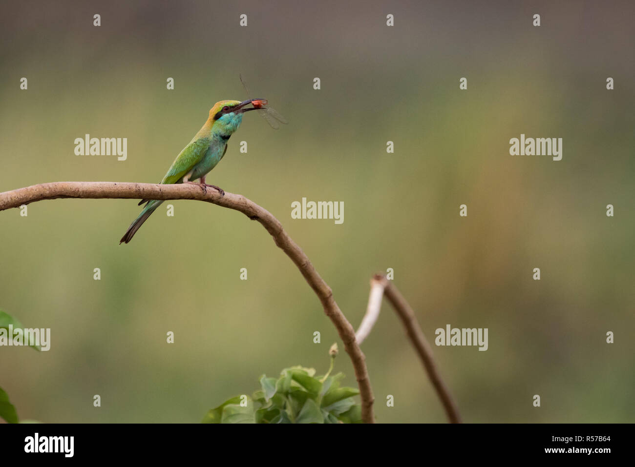 Male bee-eater on branch eating red insect Stock Photo - Alamy