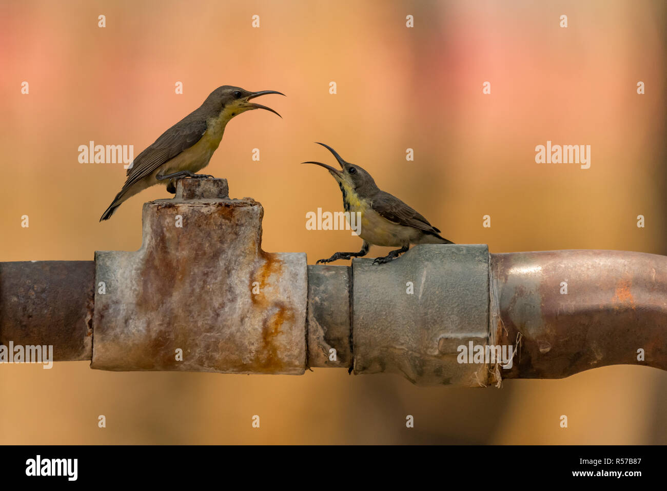 Two female purple sunbirds argue on pipe Stock Photo