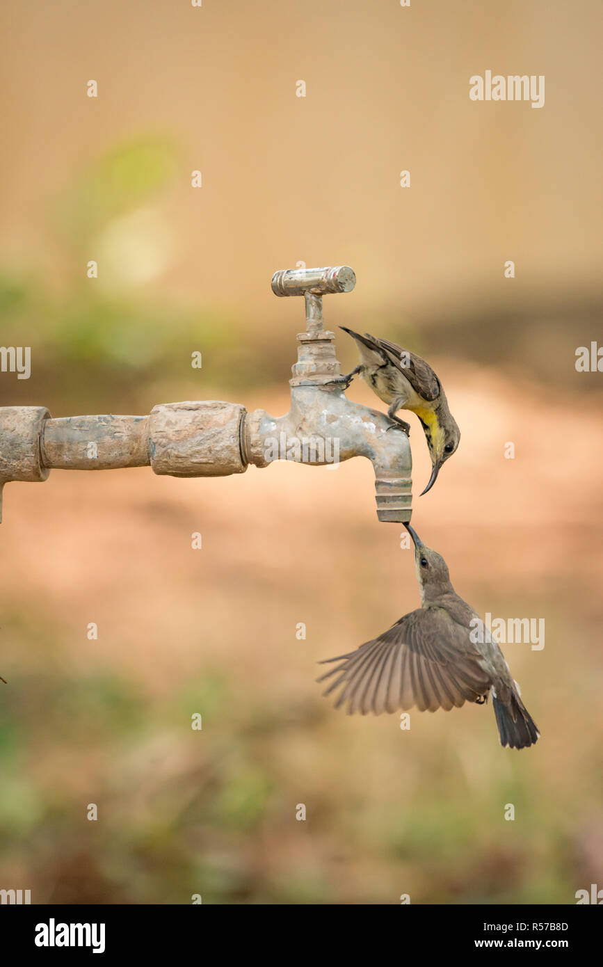 Two female purple sunbirds drinking from tap Stock Photo