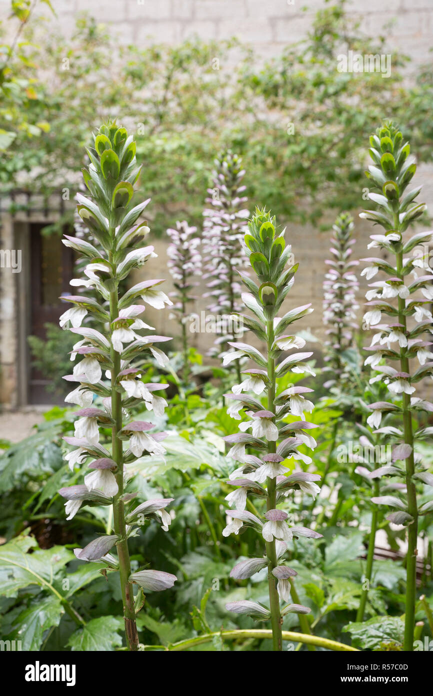 a garden tested hardy perennial plant Acanthus spinosus L.