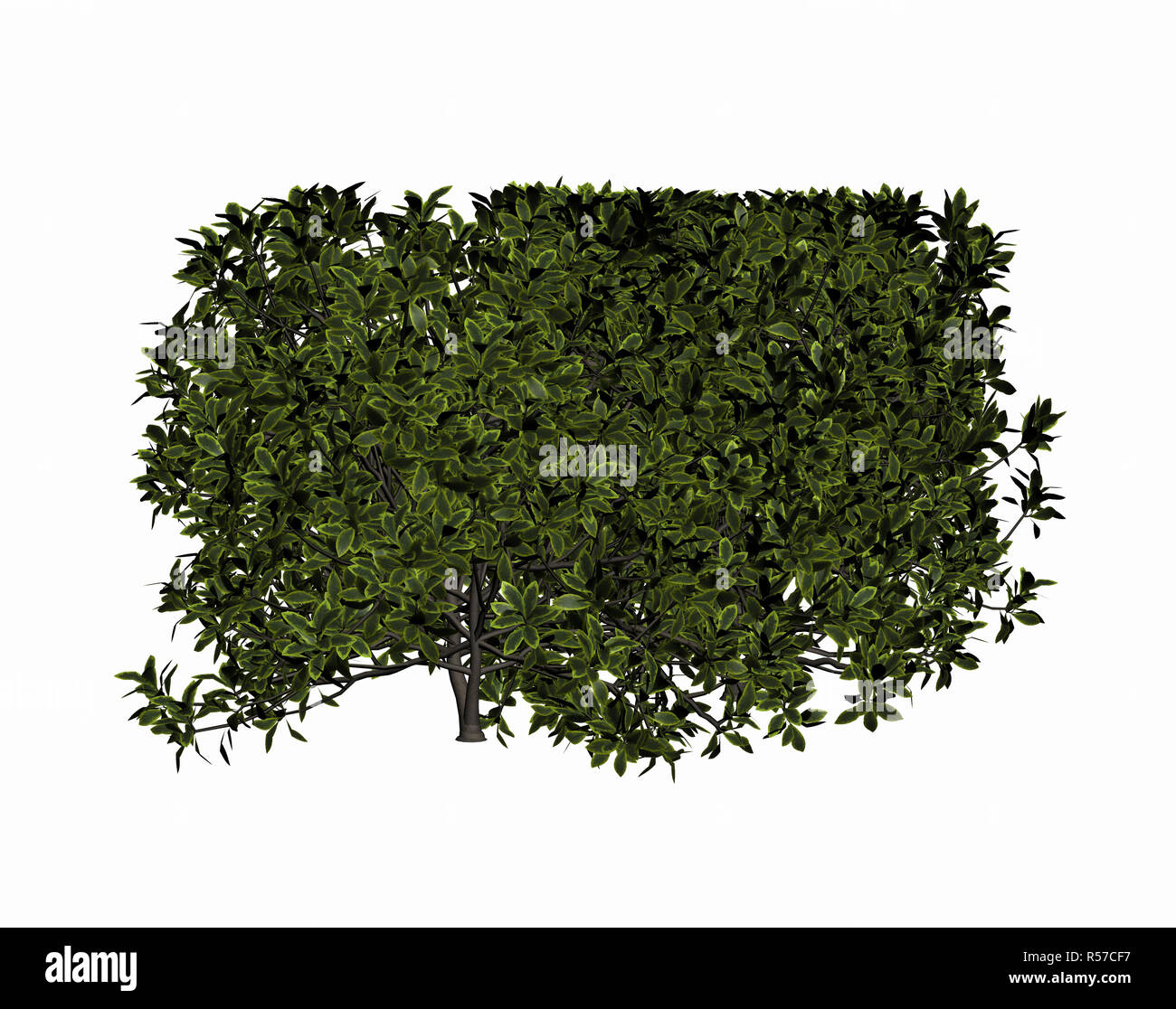 privet hedge free Stock Photo - Alamy