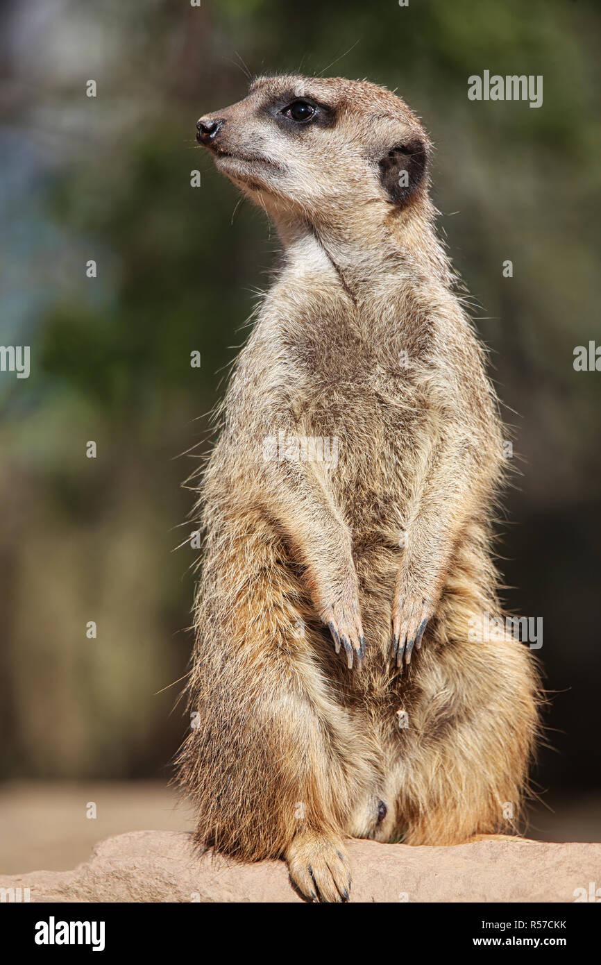 watching meerkat suricata suricatta Stock Photo
