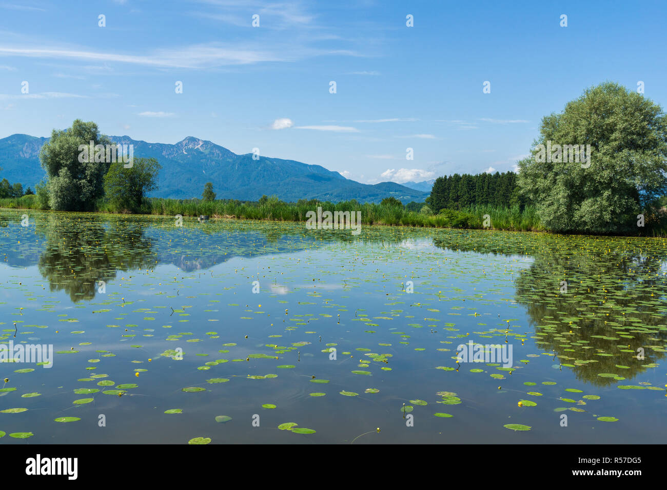 yellow pond roses Stock Photo - Alamy