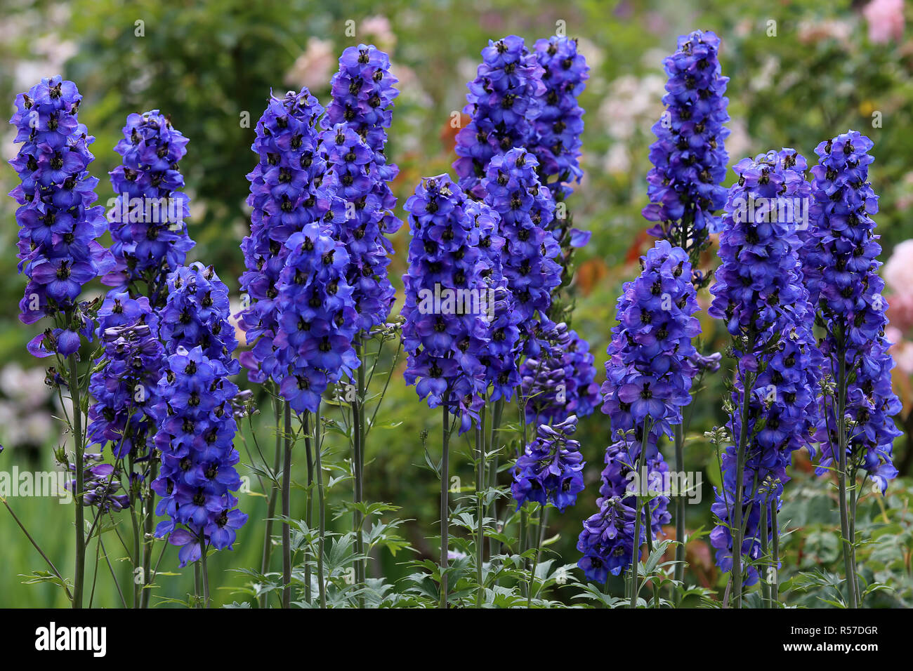 delphinium blue delphinium flowers in the summer garden Stock Photo