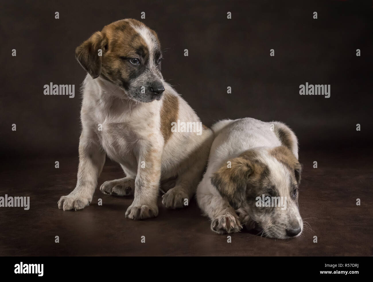 the inseparable 2 Stock Photo