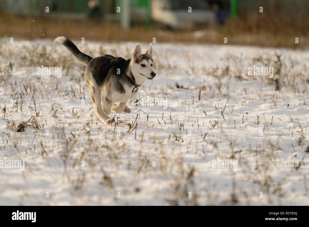 Husky puppy on a walk in a snowy field, sunlight Stock Photo - Alamy