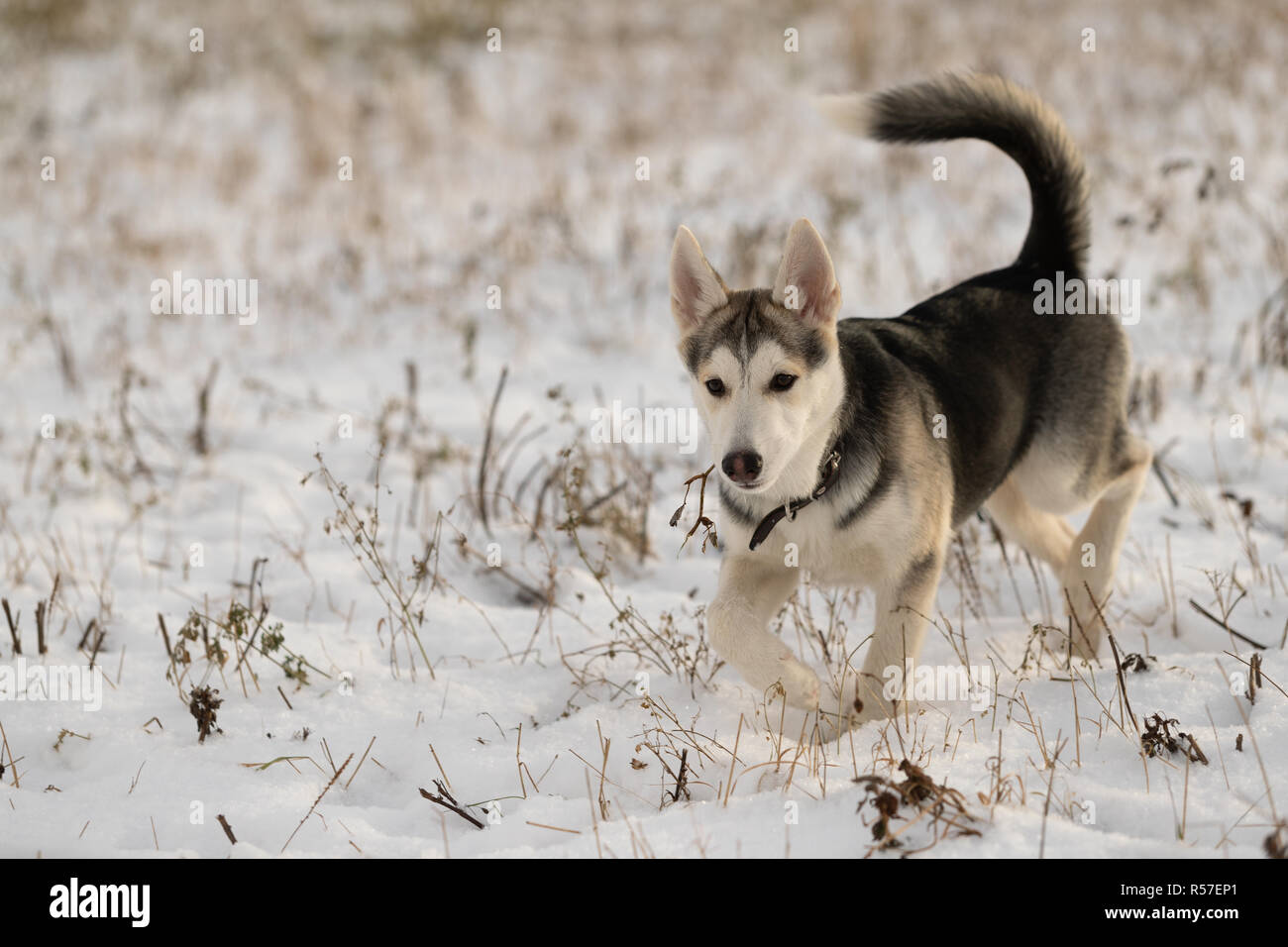 Husky puppy on a walk in a snowy field, sunlight Stock Photo