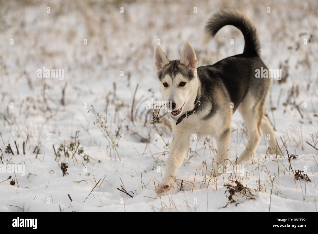 Husky puppy on a walk in a snowy field, sunlight Stock Photo Alamy