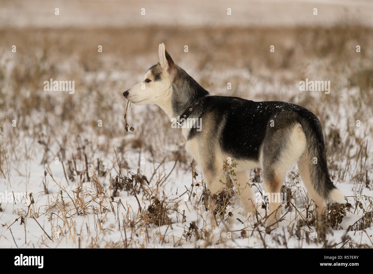 Husky puppy on a walk in a snowy field, sunlight Stock Photo Alamy