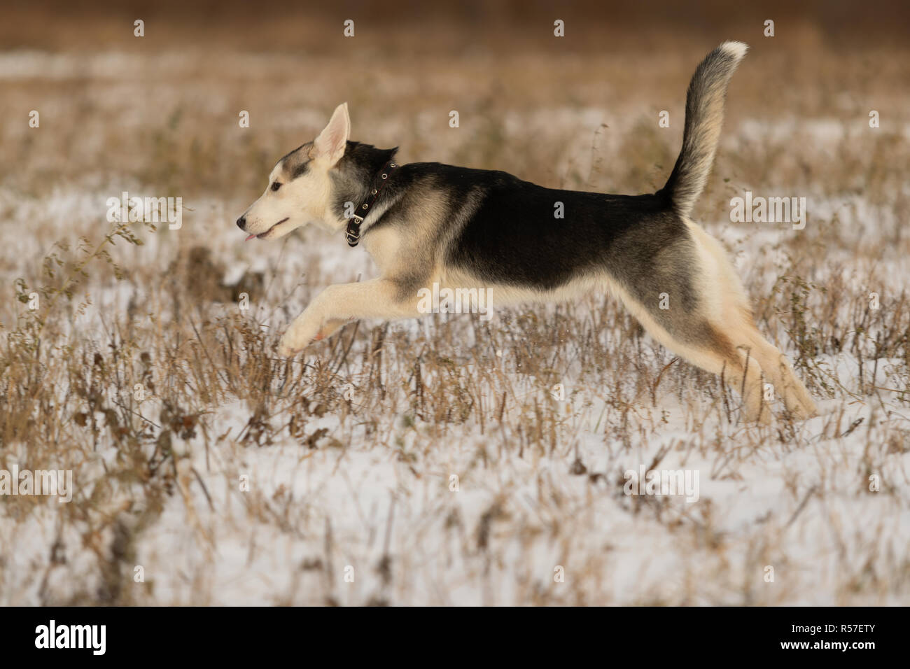 Husky puppy on a walk in a snowy field, sunlight Stock Photo Alamy