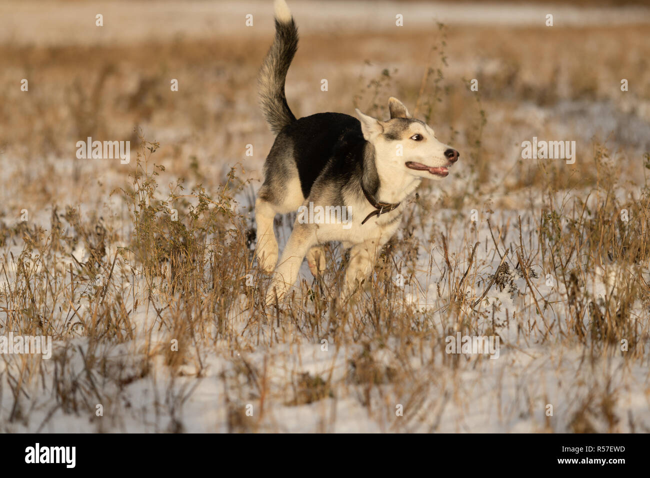 Husky puppy on a walk in a snowy field, sunlight Stock Photo Alamy