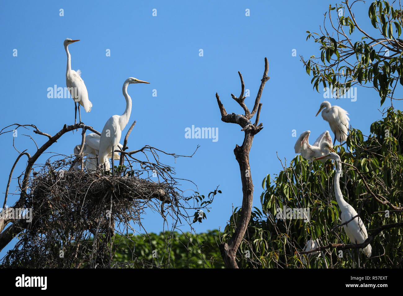 Heron, large white bird. Herons nest in tree, in an urban area near the coast of Rio de Janeiro, Brazil. Stock Photo