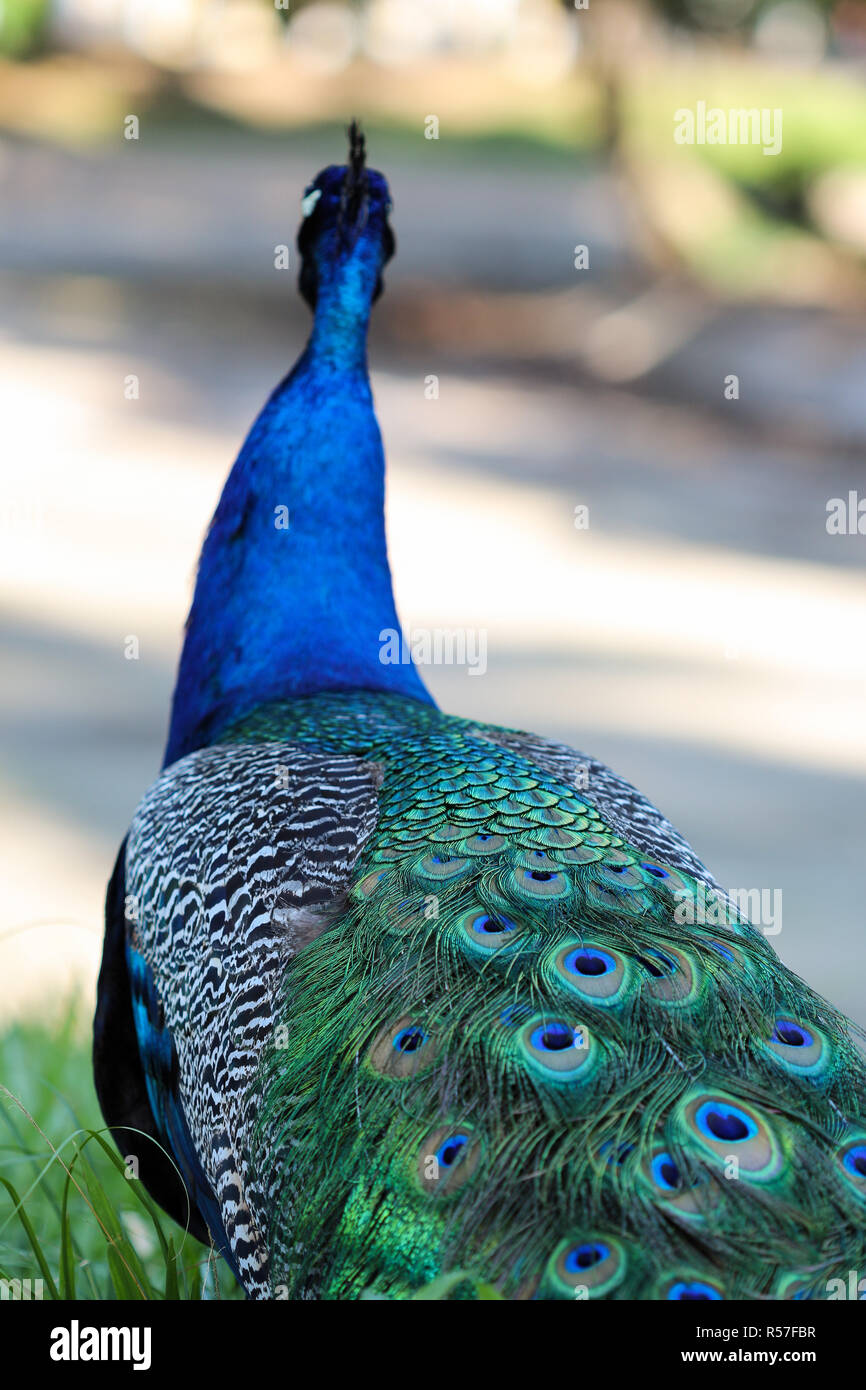 Blue peacock, bird of the Phasianidae family. Their long multicolored feathers are very beautiful, being an exotic bird very used for the removal of f Stock Photo
