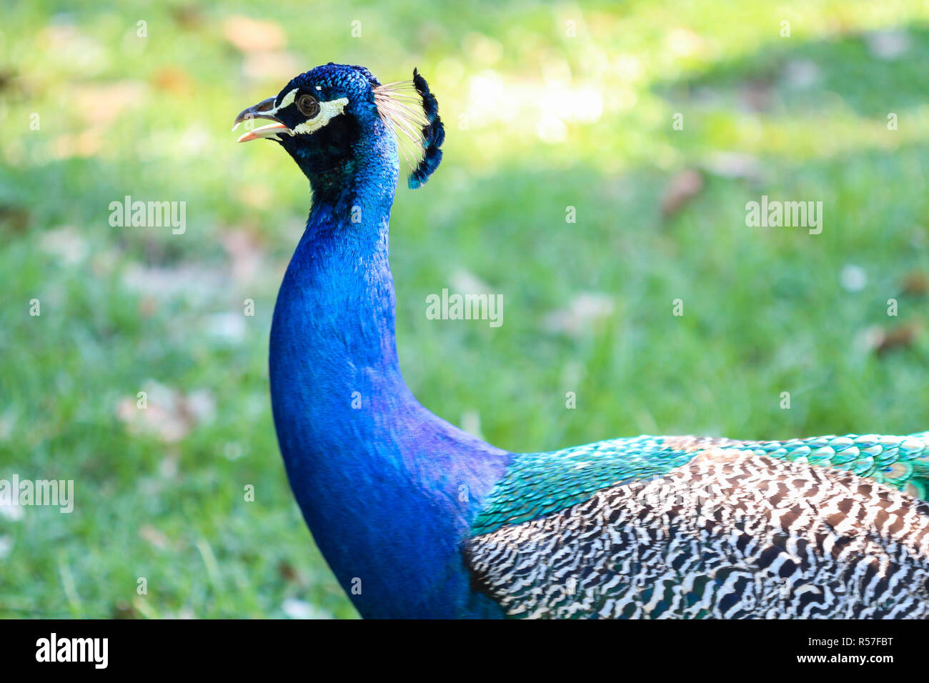 Blue peacock, bird of the Phasianidae family. Their long multicolored feathers are very beautiful, being an exotic bird very used for the removal of f Stock Photo