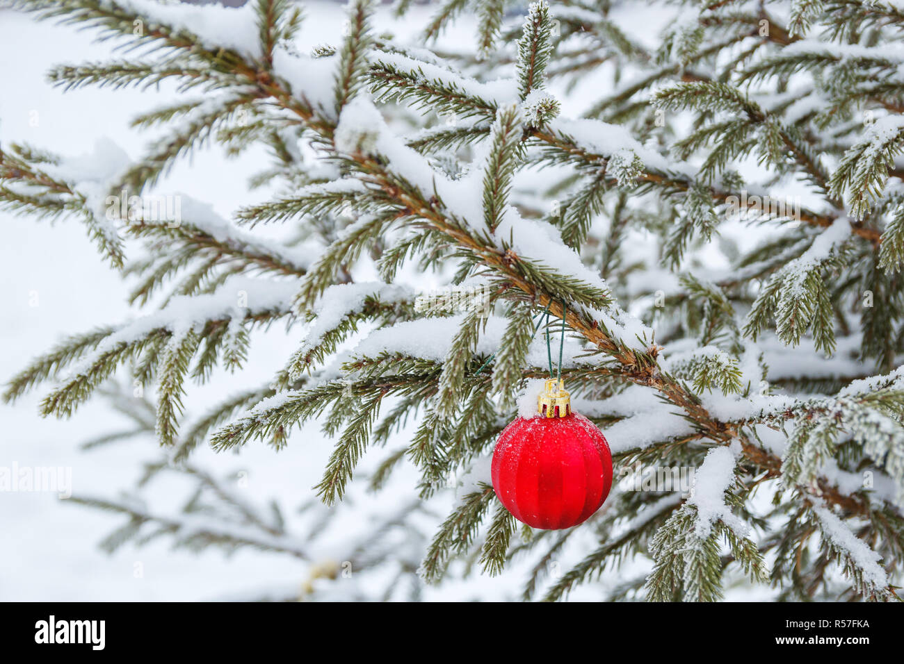 Branch of a Christmas tree with a red ball Stock Photo - Alamy
