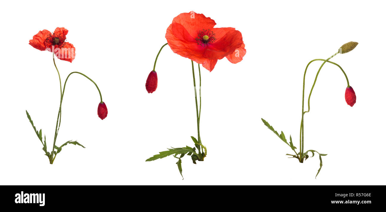Opium poppy green background Cut Out Stock Images & Pictures - Alamy