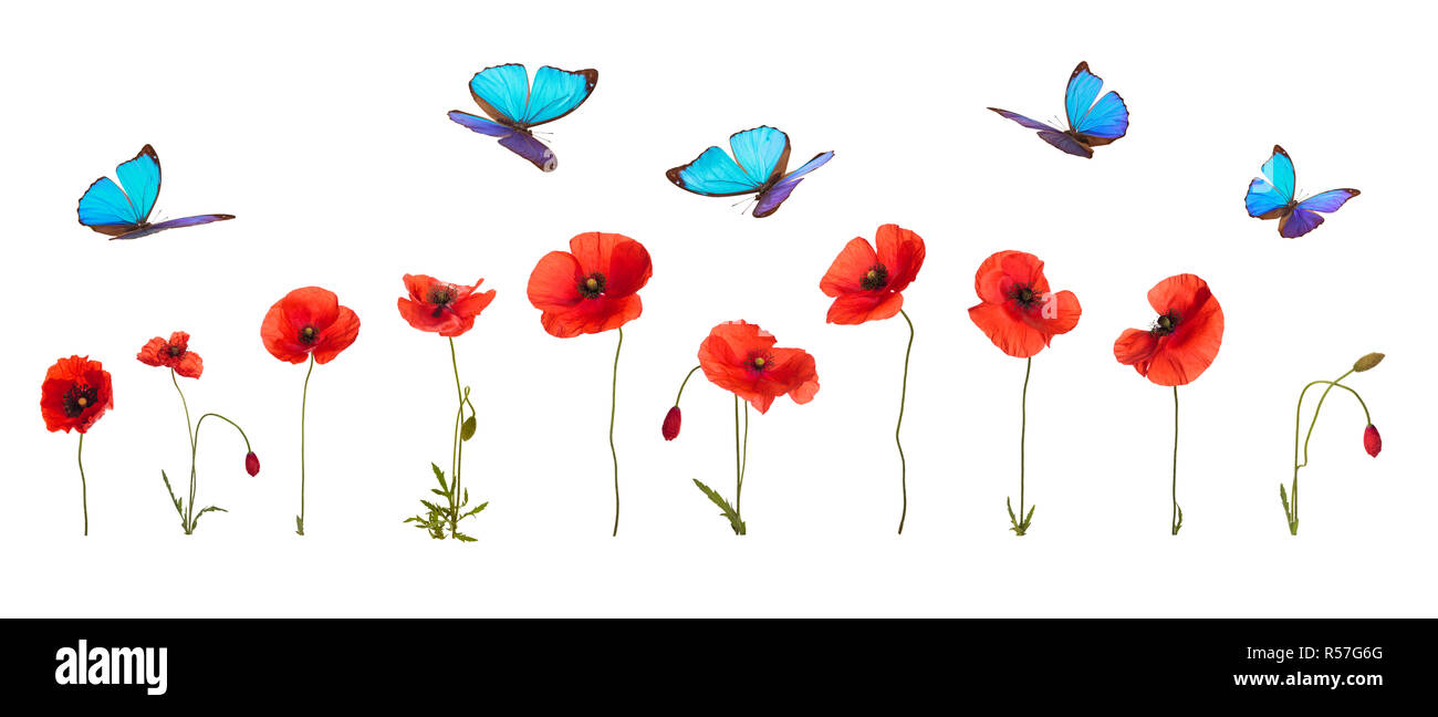 Summer background with poppies and butterflies. Stock Photo