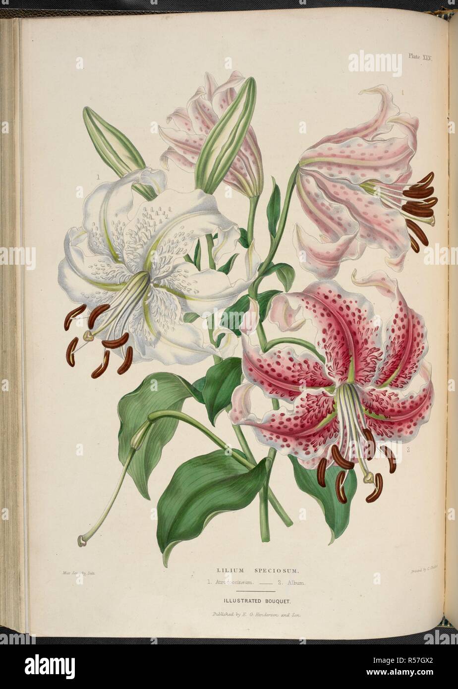 Lilium speciosum. Lilium speciosum. 1. Atrococcineum; 2. Album. Lily. The Illustrated Bouquet, consisting of figures, with descriptions of new flowers. London, 1857-64. Source: 1823.c.13 plate 45. Author: Henderson, Edward George. Sowerby, Miss. Stock Photo