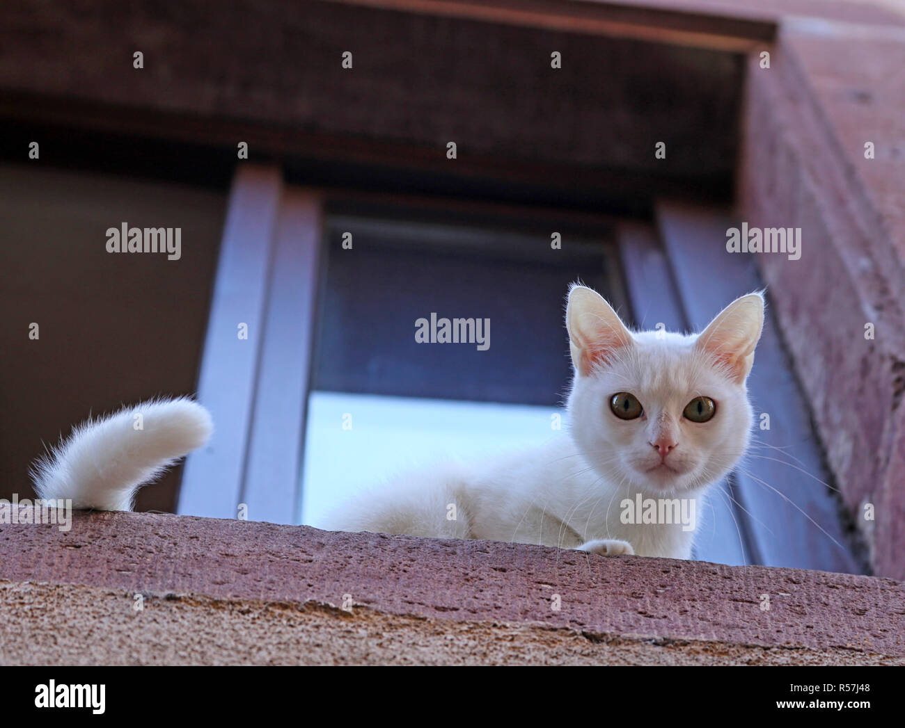 white kitten in the window Stock Photo