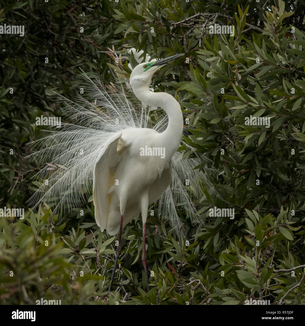 The eastern great egret (Ardea modesta) displaying its breeding plumage is a large heron with all-white plumage. Stock Photo
