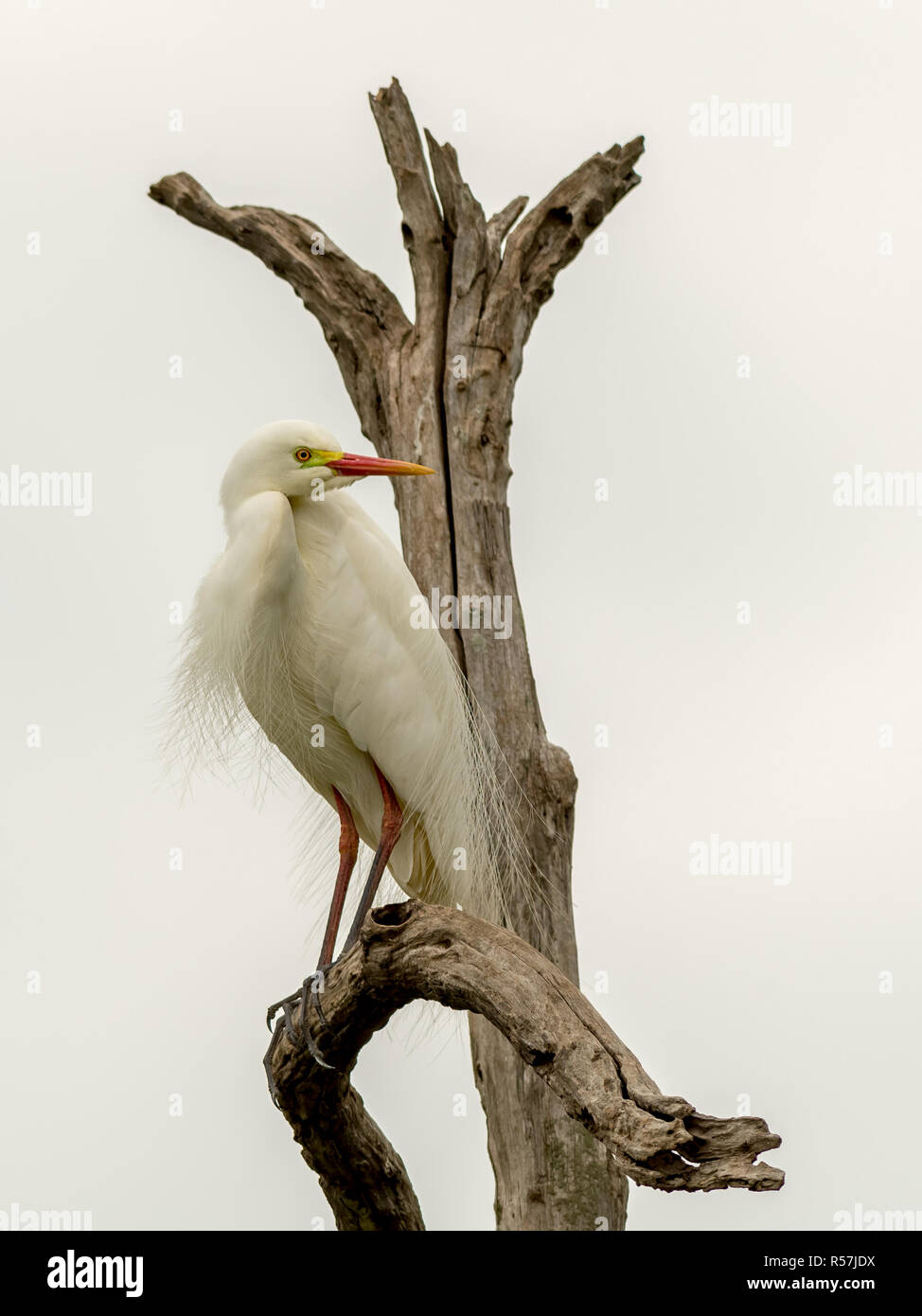 The intermediate egret (Ardea intermedia) displaying its breeding plumage. Stock Photo