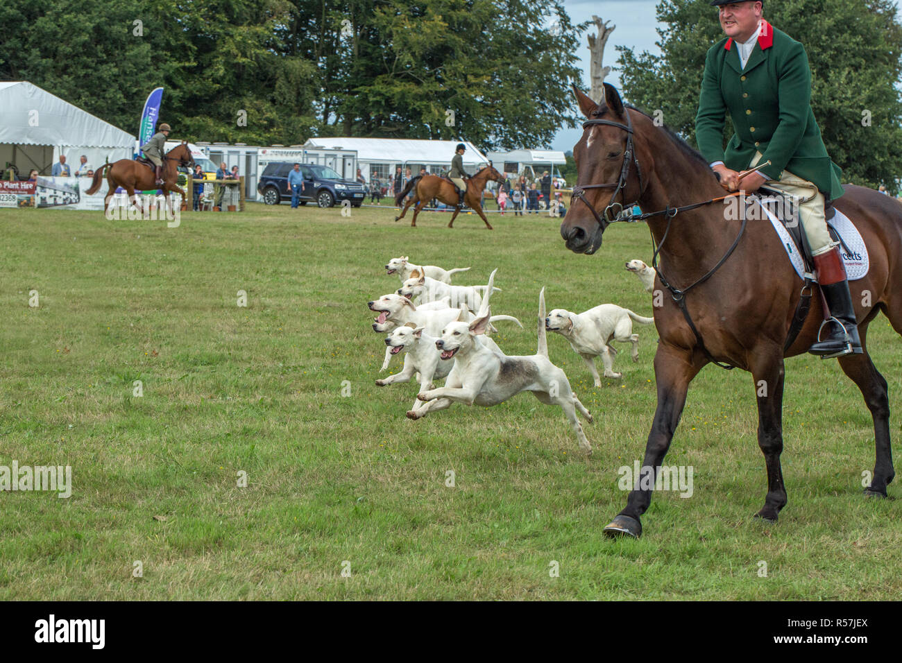 Stepping out. Demonstration and display of North Norfolk Harriers. Hound pack released in Main Ring, Aylsham Show, Blickling, North Norfolk. The UK. Stock Photo