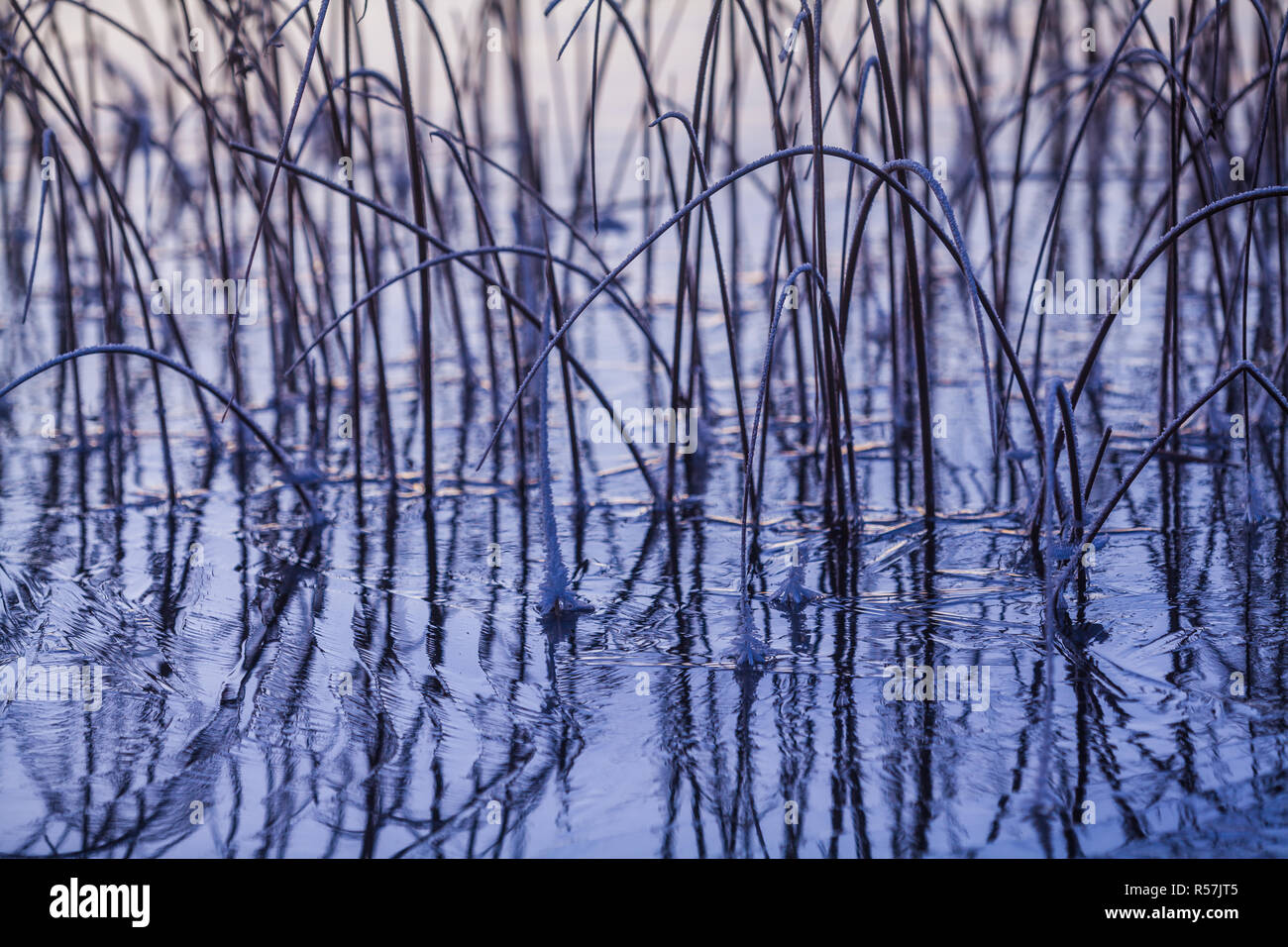 Frosty reeds and ice on the lake Vansjø, Østfold Norway. Stock Photo