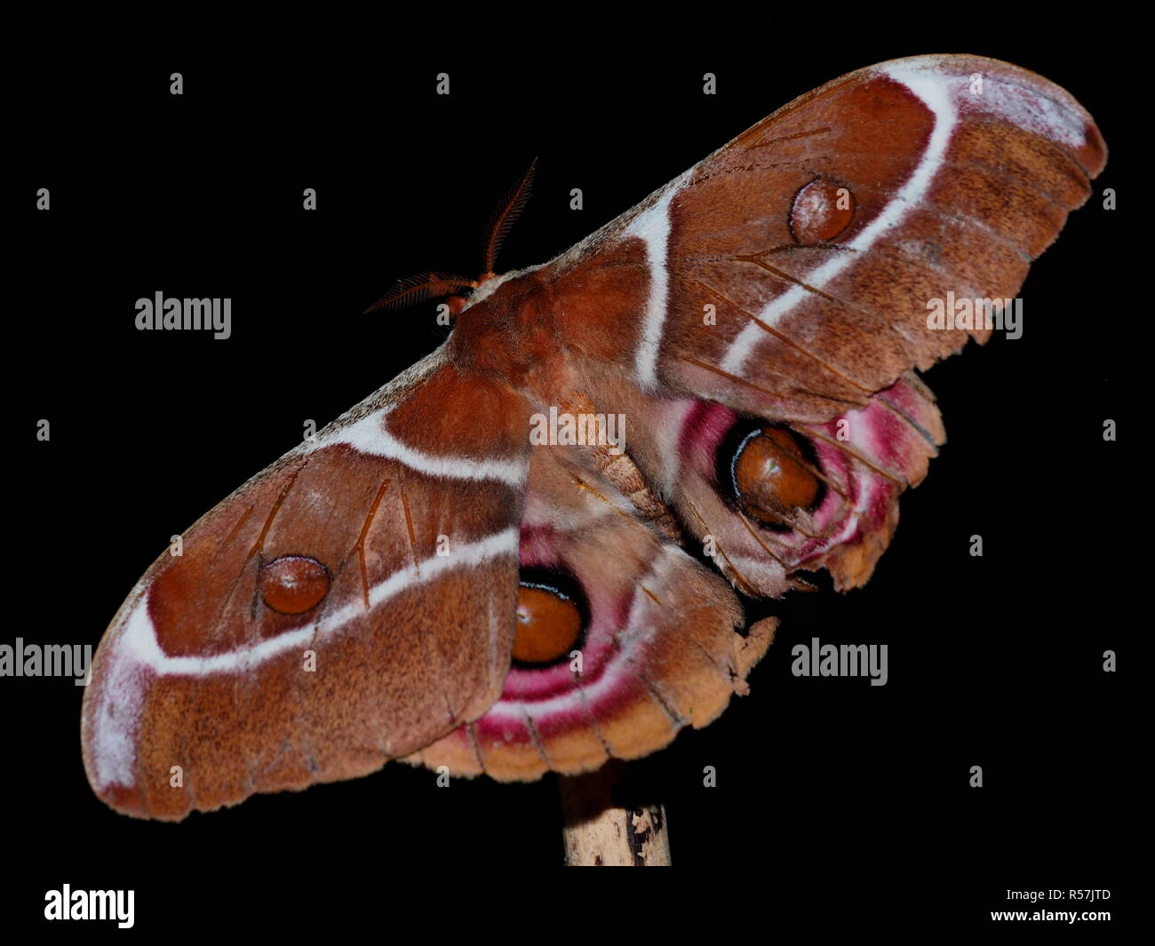 Madagascar insects hi-res stock photography and images - Alamy