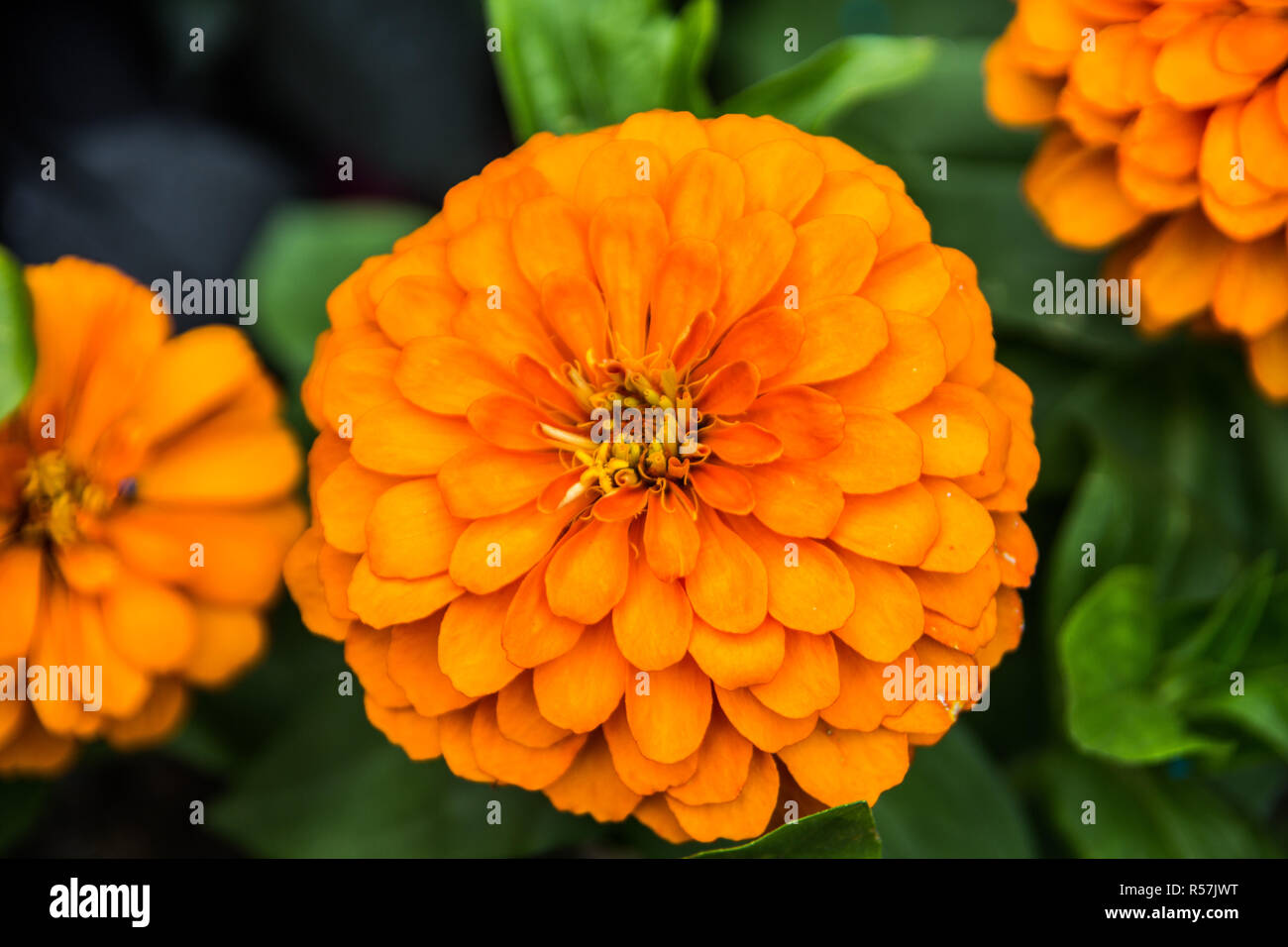 marigold with orange blossom Stock Photo
