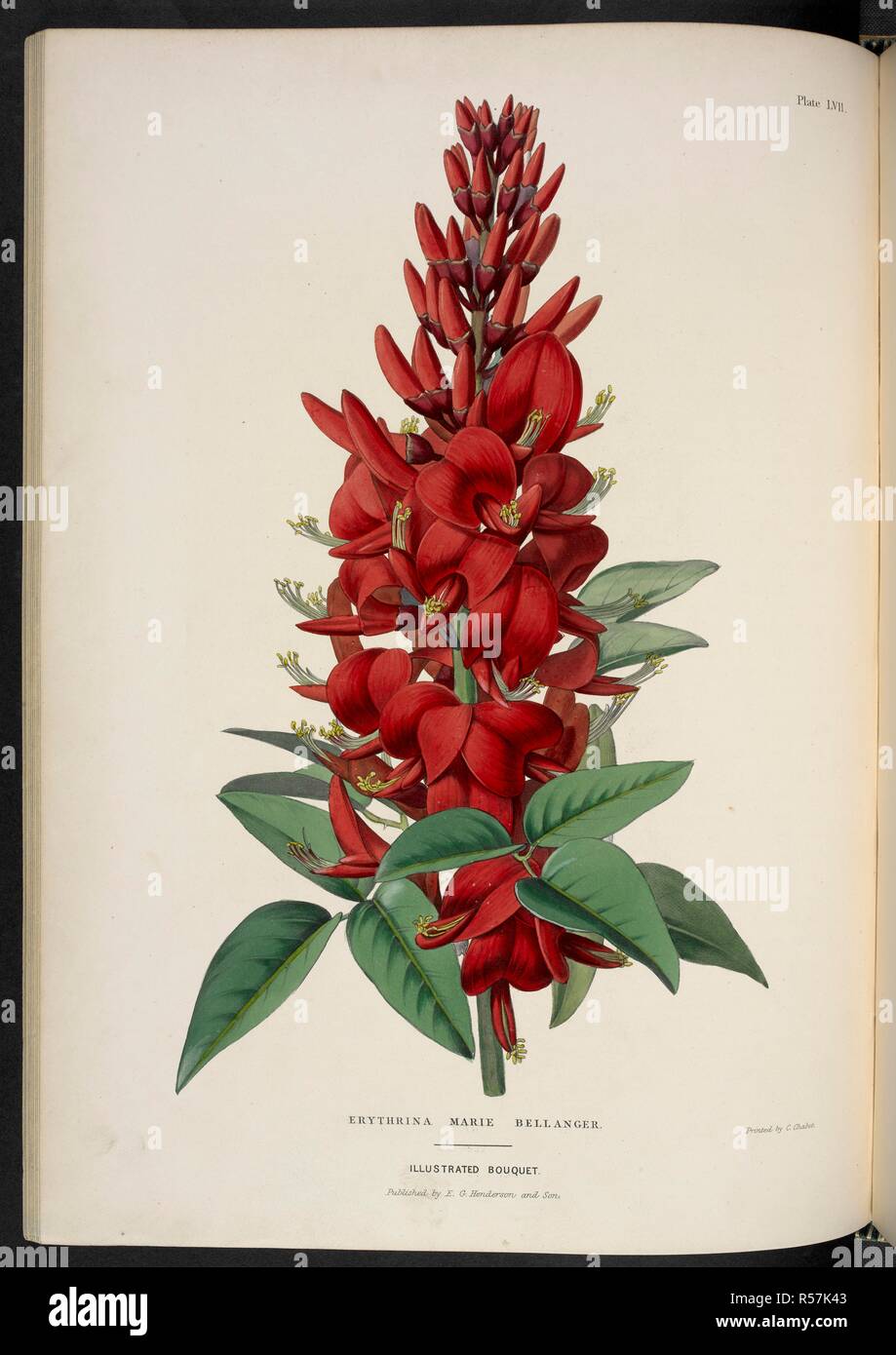 Erythrina Marie Belanger. The Illustrated Bouquet, consisting of figures, with descriptions of new flowers. London, 1857-64. Source: 1823.c.13 plate 56 on page (is LVII on plate). Author: Henderson, Edward George. Stock Photo