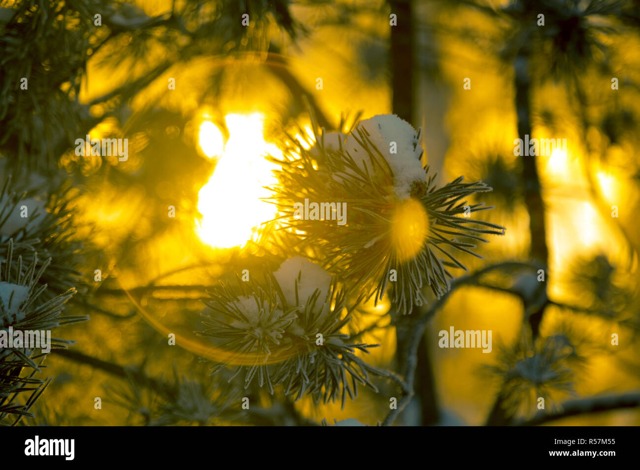 Coniferous branch with long needles covered with white fluffy snow in the rays of the setting sun Stock Photo