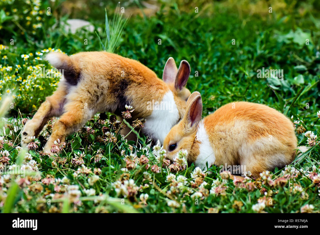 two bunnies in grass Stock Photo Alamy