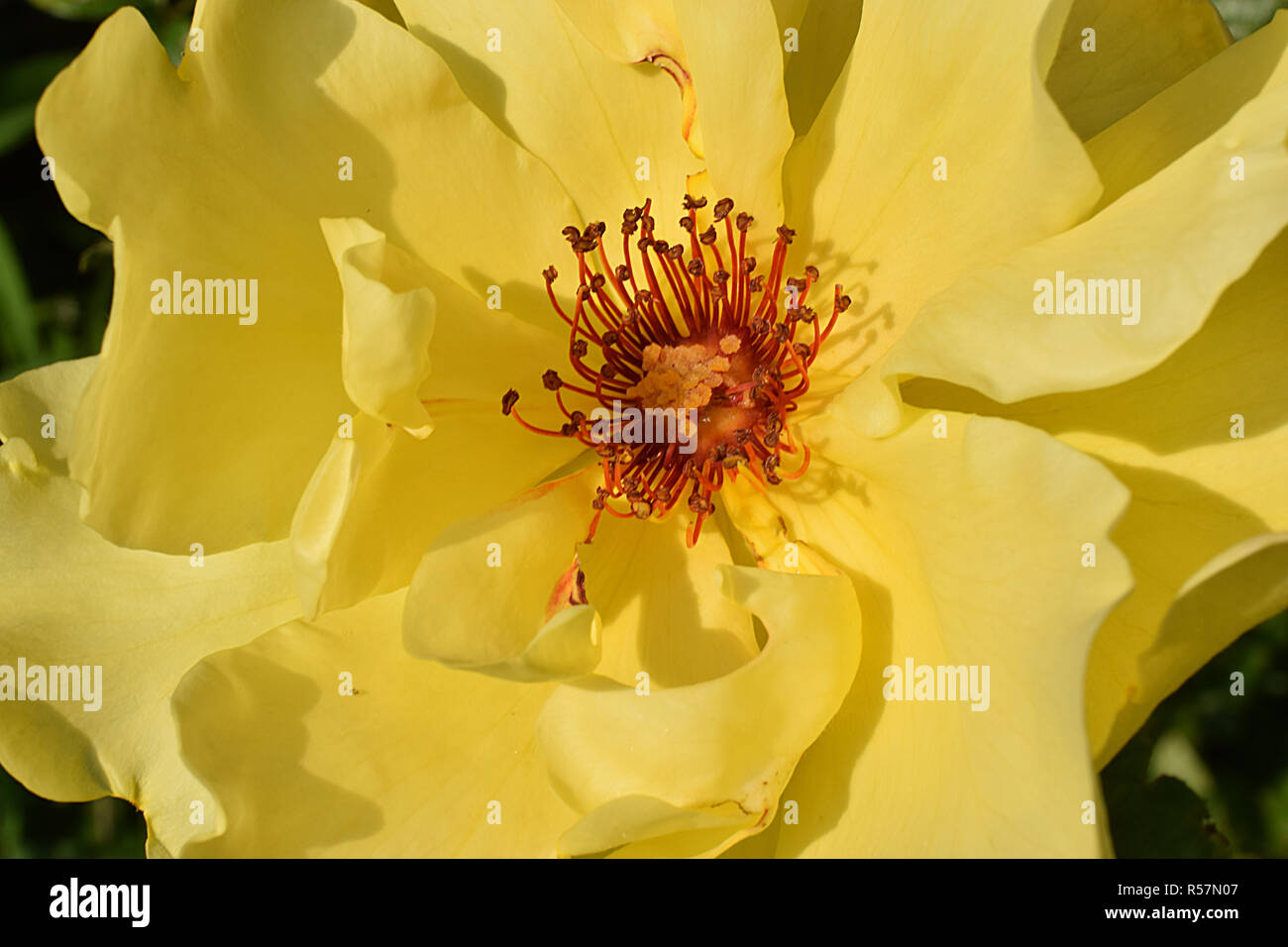 Cupped blossom hi-res stock photography and images - Alamy
