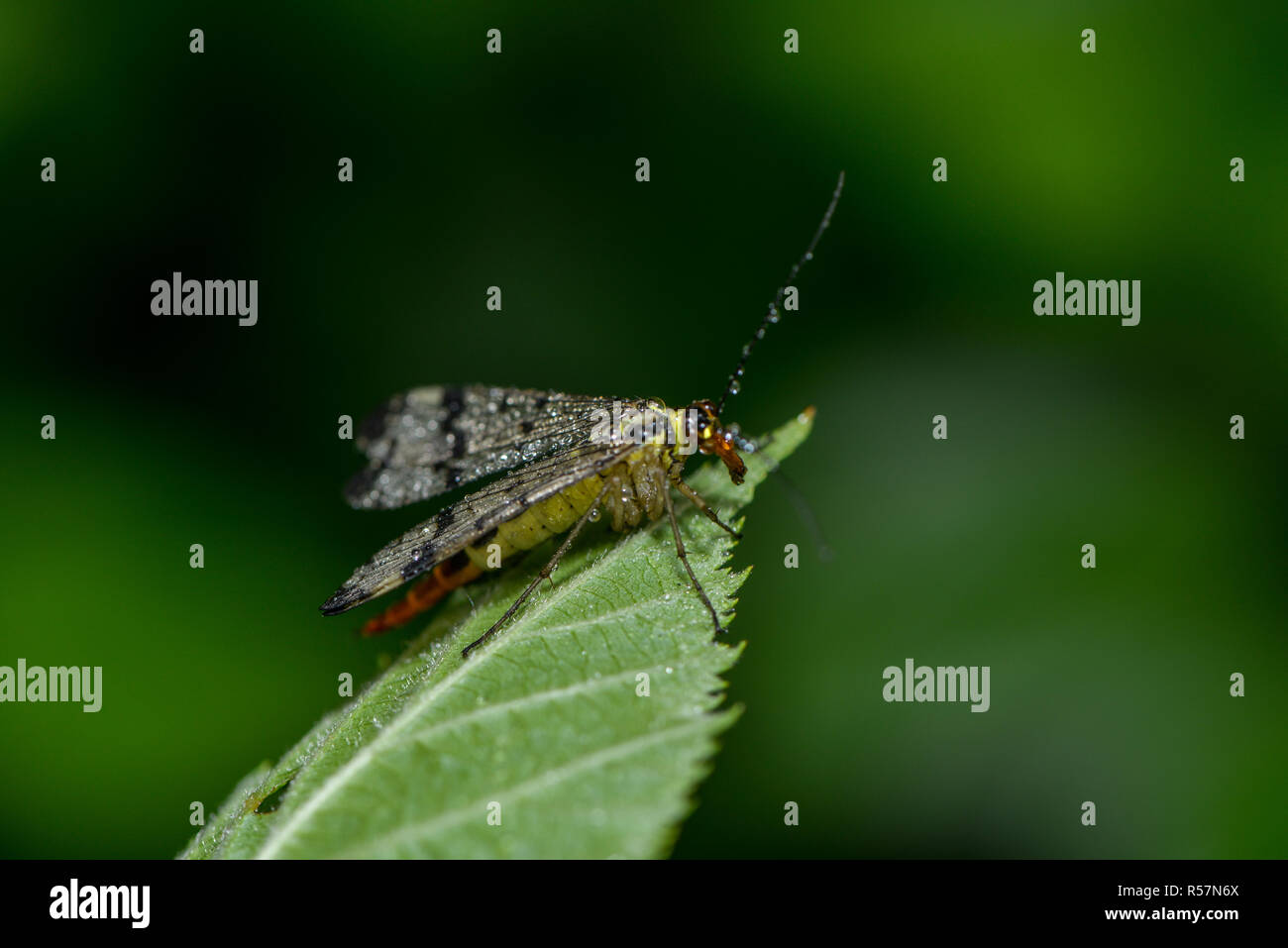 Raining insects hi-res stock photography and images - Alamy