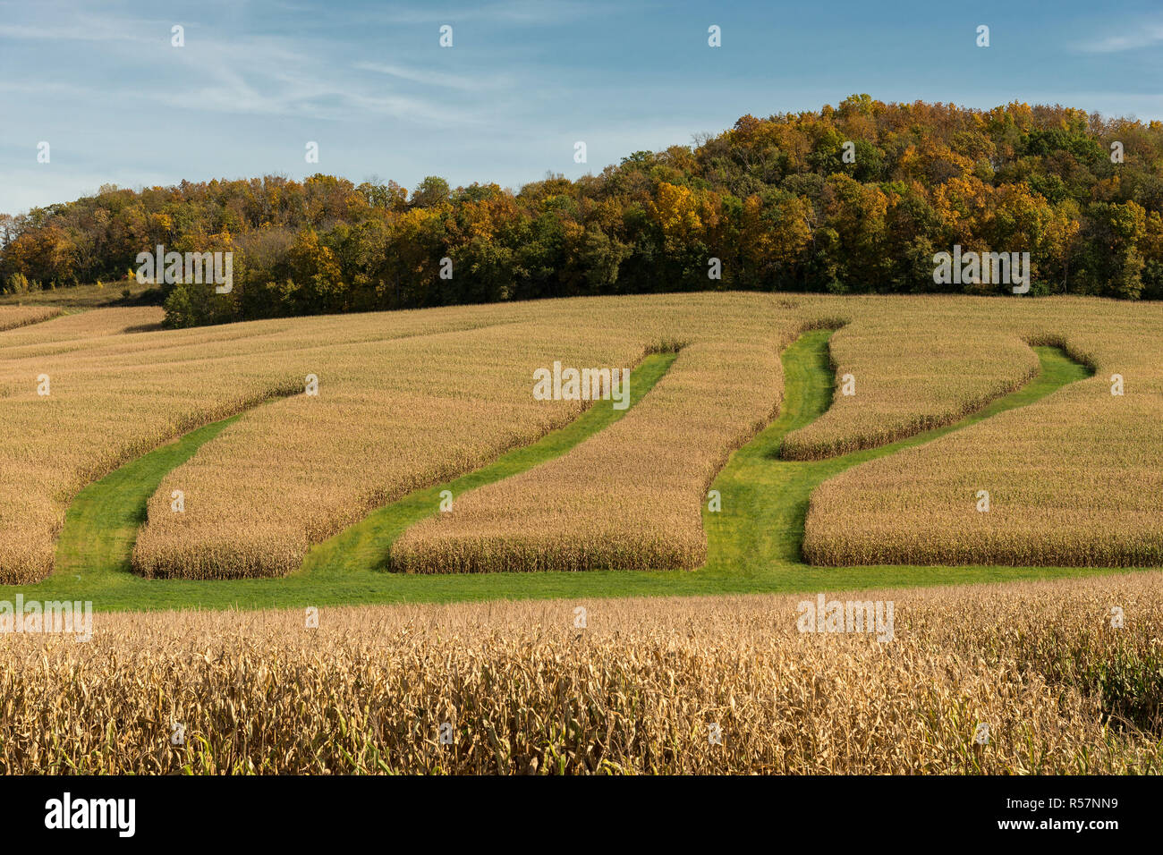 Iowa corn field with water erosion control. Stock Photo