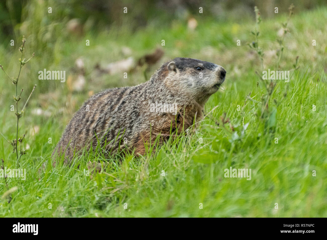Woodchuck foraging in grassy field Stock Photo Alamy