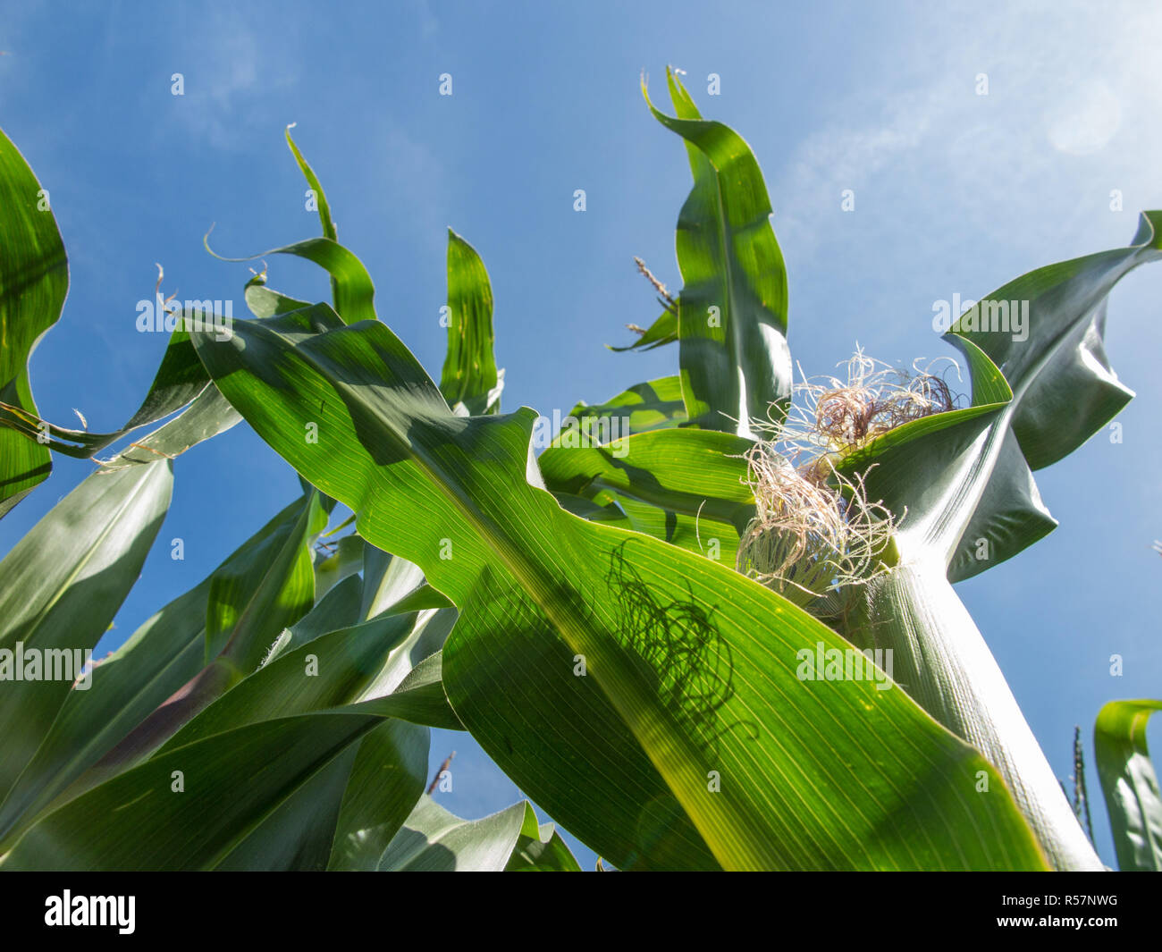 in the corn field Stock Photo