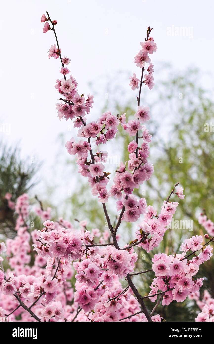 pink bloosom of cherry tree in spring season Stock Photo - Alamy